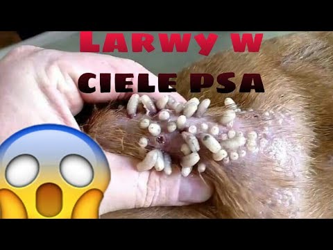 Wideo: Ile płacę opiekunowi?