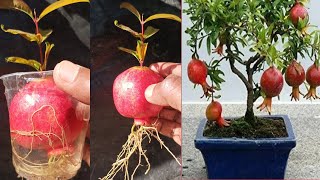 Simple method propagate pomegranate tree with water,, how to easy grow pomegranate plant at home