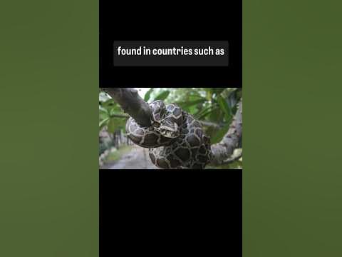 Burmese Pythons: Habitat & Population. #shorts - YouTube