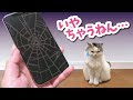 【悲報】猫にスマホの画面をバキバキに割られました…【おしゃべりする猫】