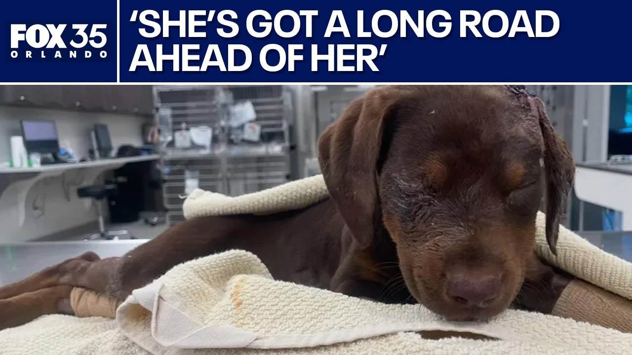 ⚠️puppy⚠️ Abused Florida puppy 'Sweetpea' to undergo surgery; $10K raised