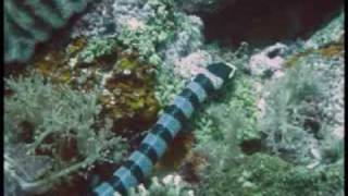 Philippines Diving 2007