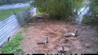 Soft shell turtles 2