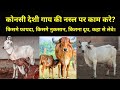 Which Cow Breed is good for Dairy Farming?  #gir #rathi #tharparkar #kankarej #sahiwal #redsindhi