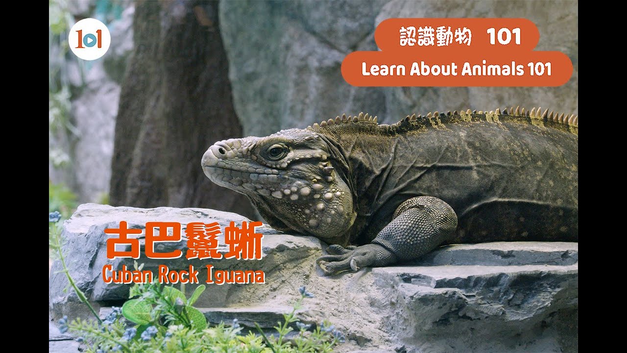 【認識動物101】古巴鬣蜥 【Learn About Animals 101】Cuban Rock Iguana