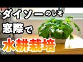ダイソーのしそ｜窓際に置いて水耕栽培で育ててみた