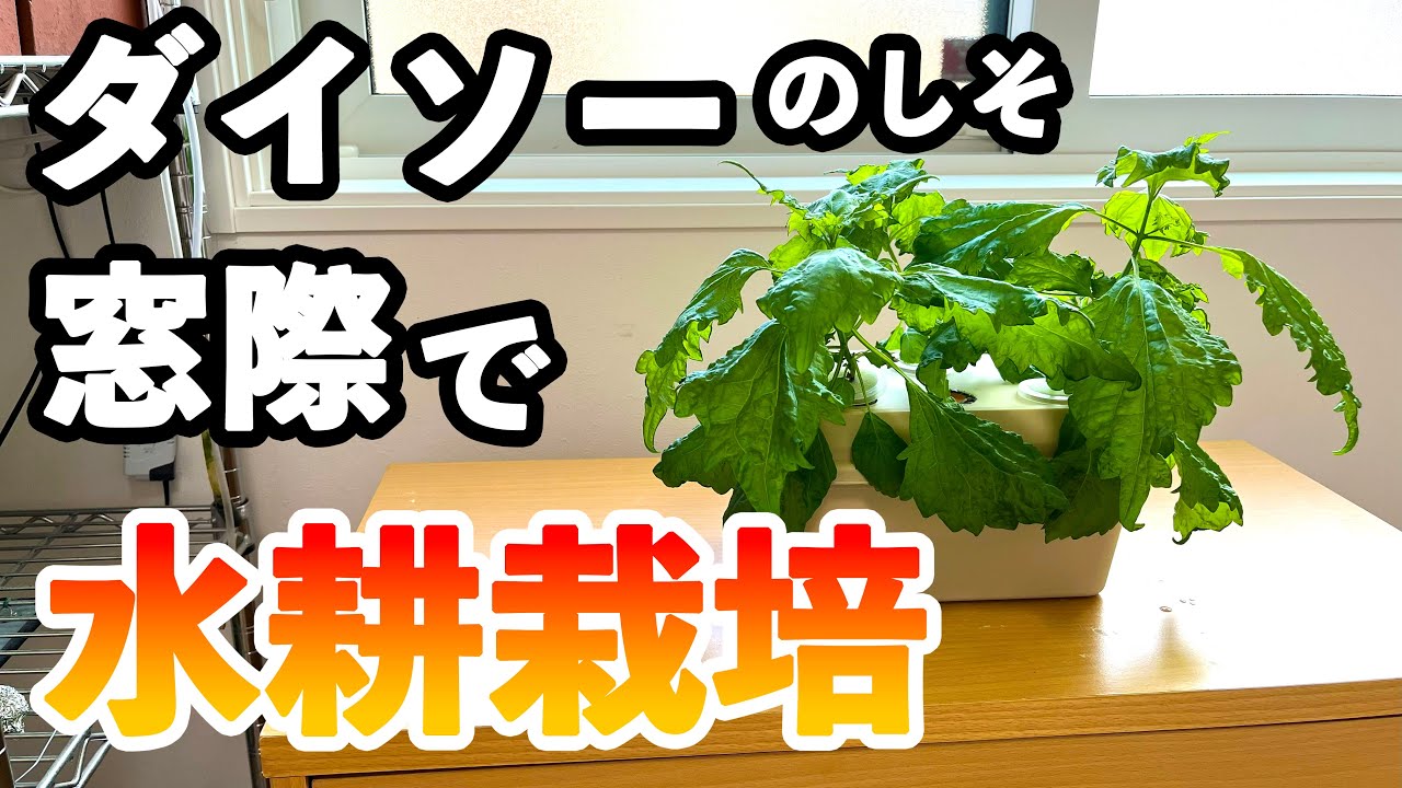 ダイソーのしそ｜窓際に置いて水耕栽培で育ててみた