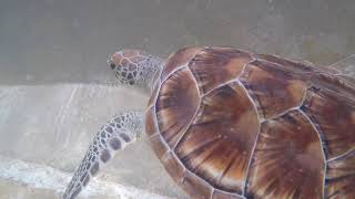 Turtles And Hell