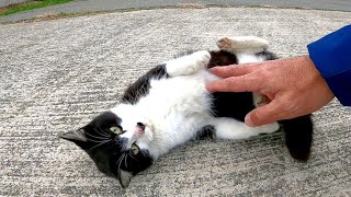 港のハチワレ猫ちゃんがモフられにやって来た
