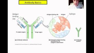 Western Blotting Basics.mp4