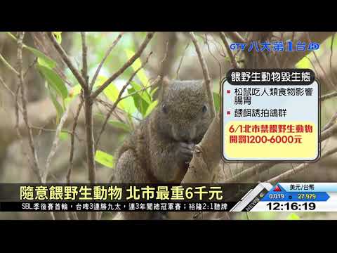 北市公園禁餵野生動物 6/1起開罰 八大民生新聞 2021050604