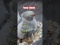 Funny video #birds cute 🥰 #parrot #talkingparot #birds #blackfacebudgie #lovebirdsfarming #cute