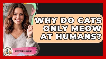 Why Do Cats Only Meow At Humans? - Happy Cat Handbook
