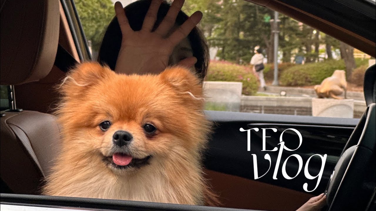 24/7 밀착 육아🌱모야..천재견이야? 직장인 일상. 댕댕이 집사 브이로그. 봄 피크닉. 애견인 향기템 추천🏡