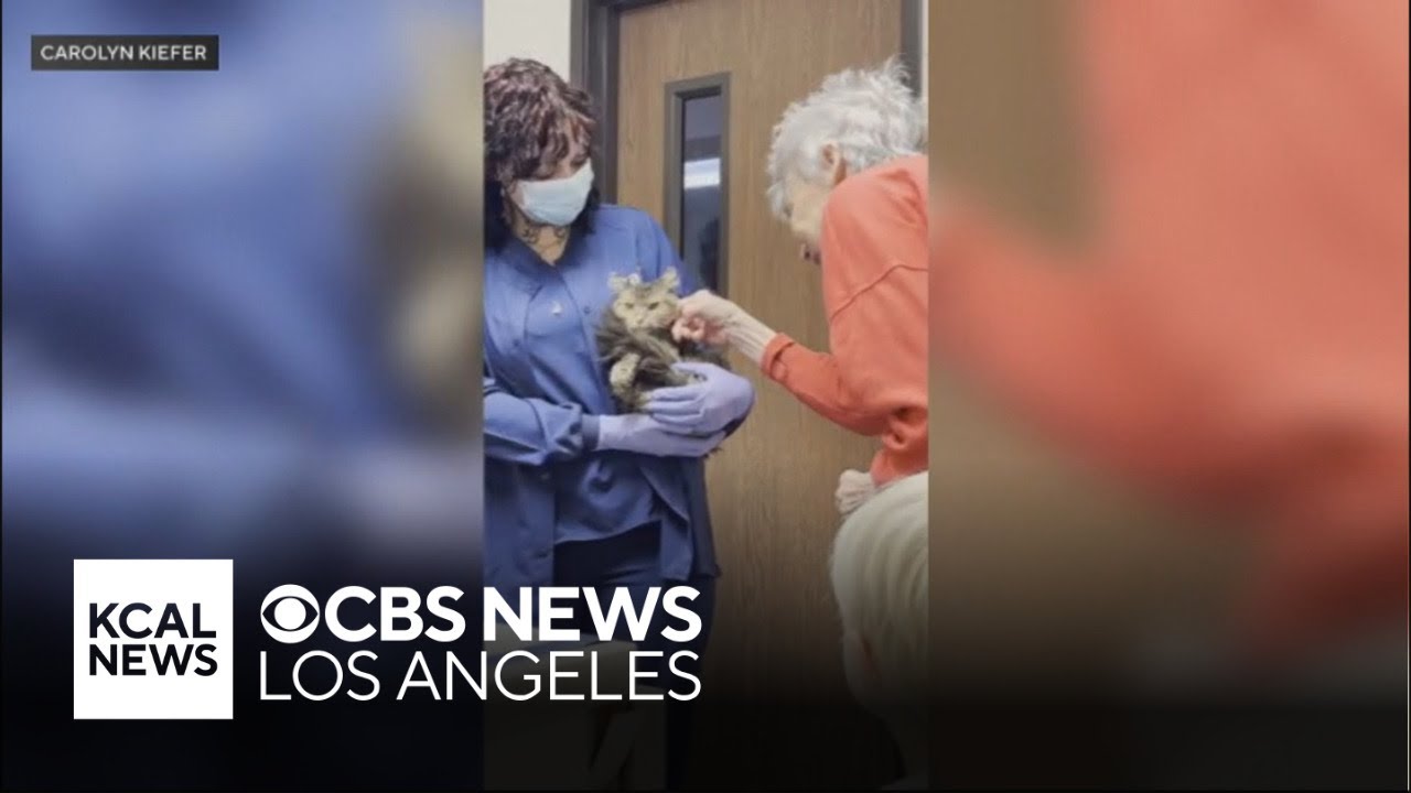 Palisades Fire survivor reunites with beloved cat 2 months after disaster