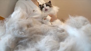 Don't raise long-haired cats by 랙돌열한스푼 53,764 views 1 month ago 9 minutes, 48 seconds