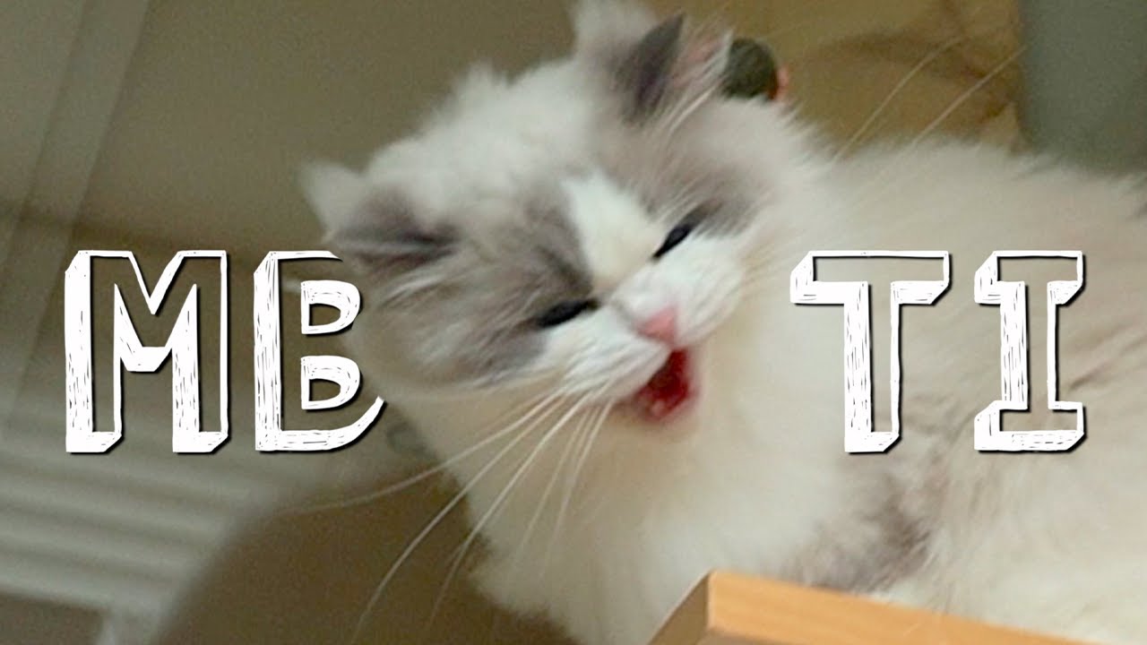 MBTI로 알아보는 고양이 싫어하는 고양이 마농이의 성격