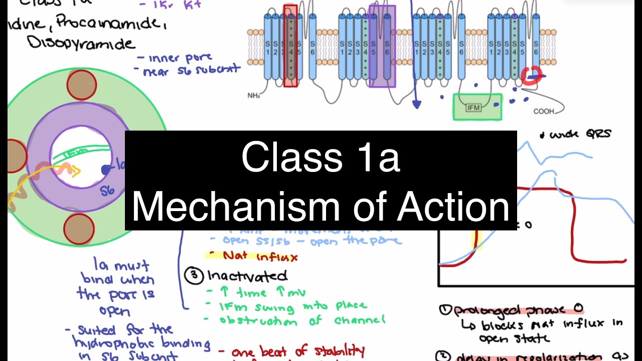 Class 1A Antiarrhythmics: How They Block Sodium and Potassium Channel