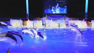 ラスベガスのイルカショー 和歌山、招待客に公開