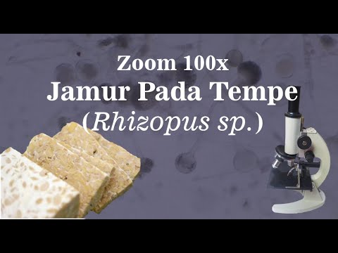 Jamur Rhizopus