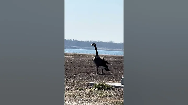 Big bird on the lake - DayDayNews