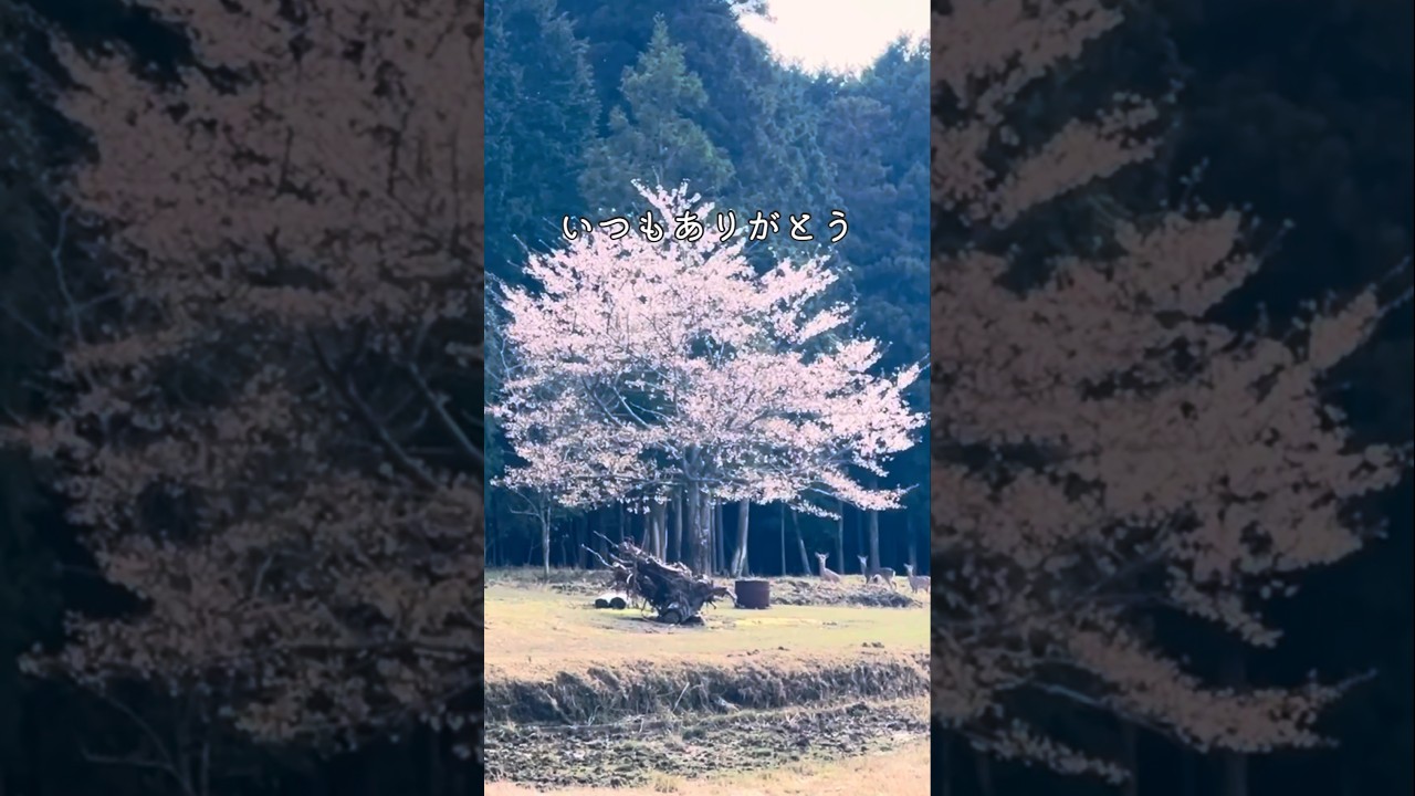 【週末田舎暮らし】ユーチュー婆へサプライズ！#田舎暮らし #山を買う #草刈り #さくら