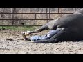 Actin foaling May 6 2018