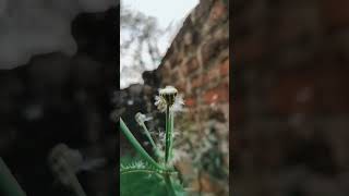 Dandelion Flower seeds🌹See End||#flowers