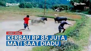 Kerbau Rp 85 Juta di Toraja Utara Mati Ditempat Saat Diadu