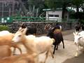 ヤギの大行進【宮崎市フェニックス自然動物園】 の動画、YouTube動画。