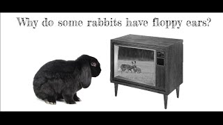 Rabbolution - Grabbit - SciFilmIt Hackathon Lausanne 2020