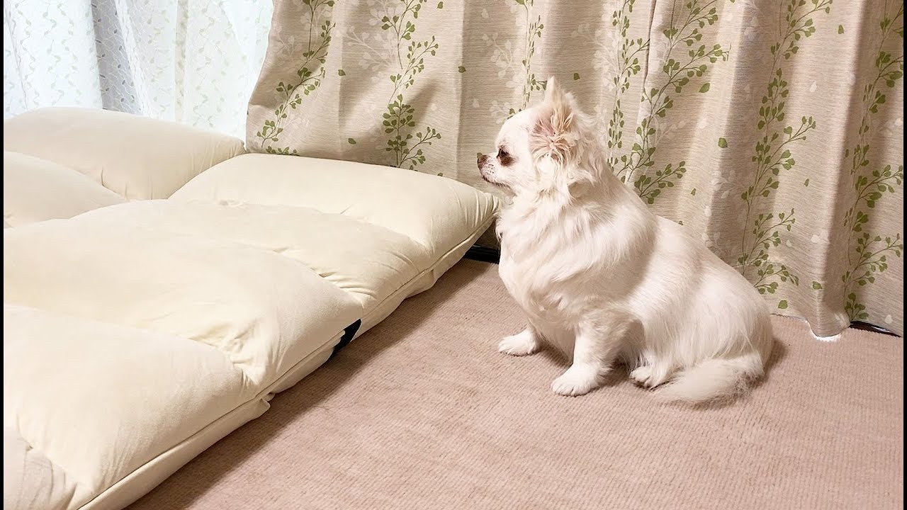 はやく帰ってきて ママの帰宅が待ち遠しい犬 時間になるとソワソワするチワワのコハク Youtube