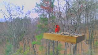 Cardinal Couple take turns at the North Georgia Birdcam Feeder