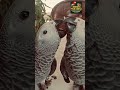 congo african gray parrot bonding pair fully tame #birdparadise #parrot #9040800218 #viral #shorts