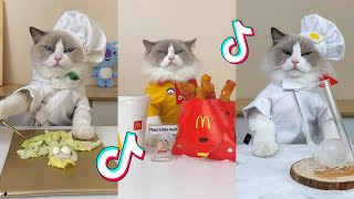That Little Puff | Cats Make Food 😻 | TikTok Compilation 2023 #8
