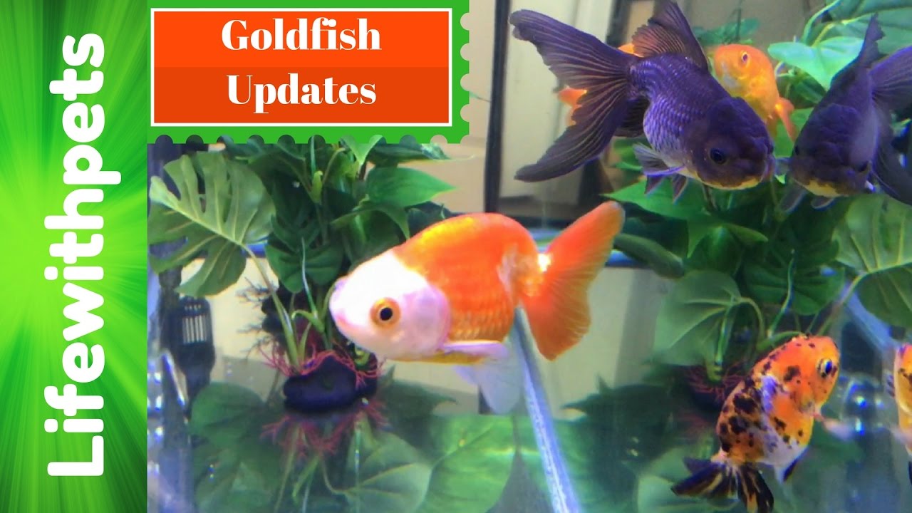 siamese fighting fish lifespan HUGE Goldfish Updates