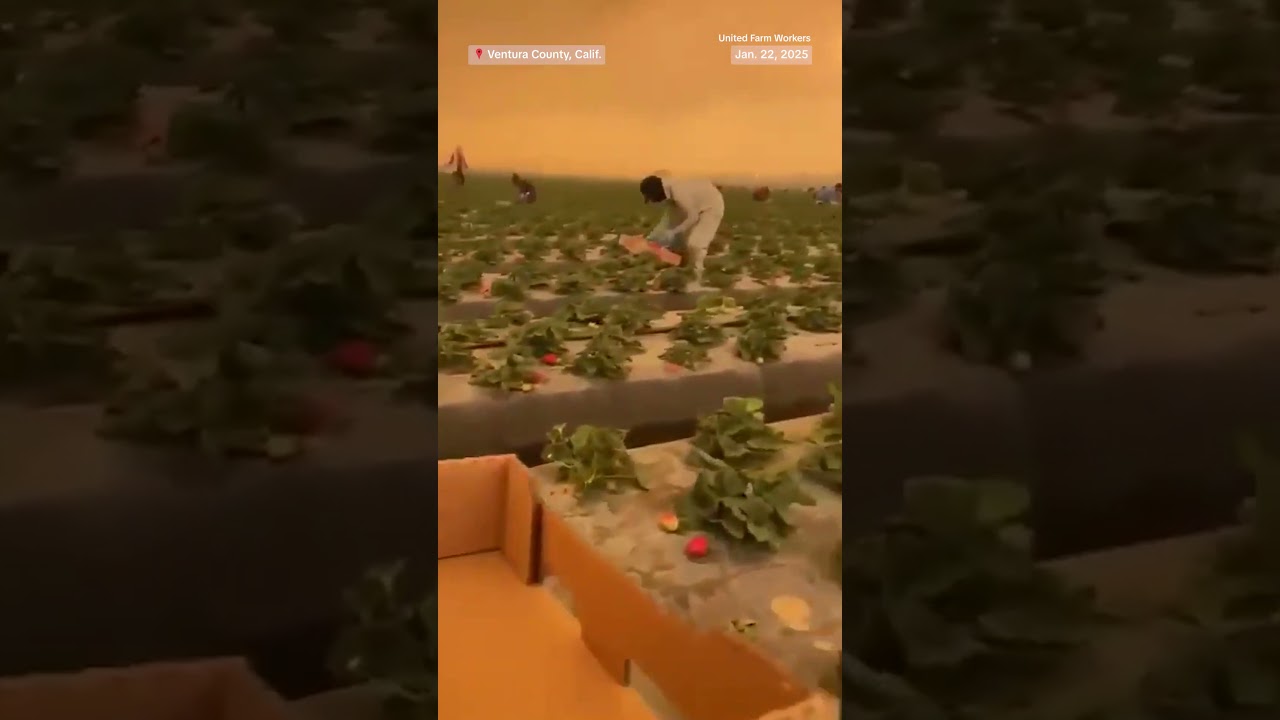 California strawberry workers harvest in heavy smoke from wildfires