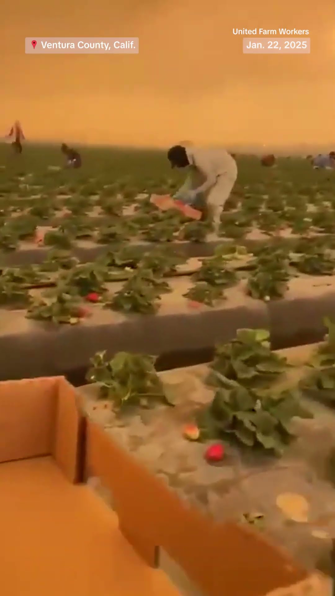 California strawberry workers harvest in heavy smoke from wildfires