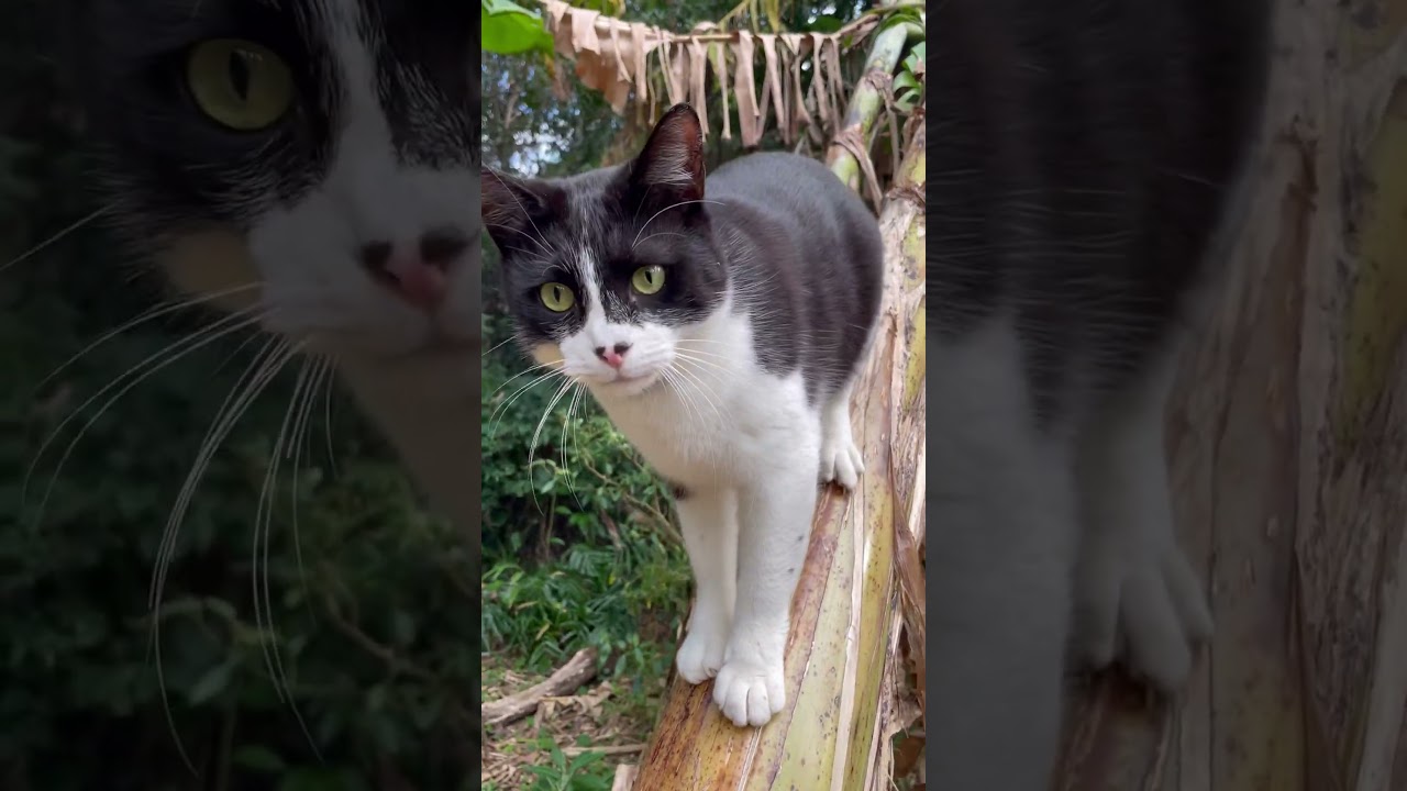 ⁣kucing kesayangan#animals #cute my#cat