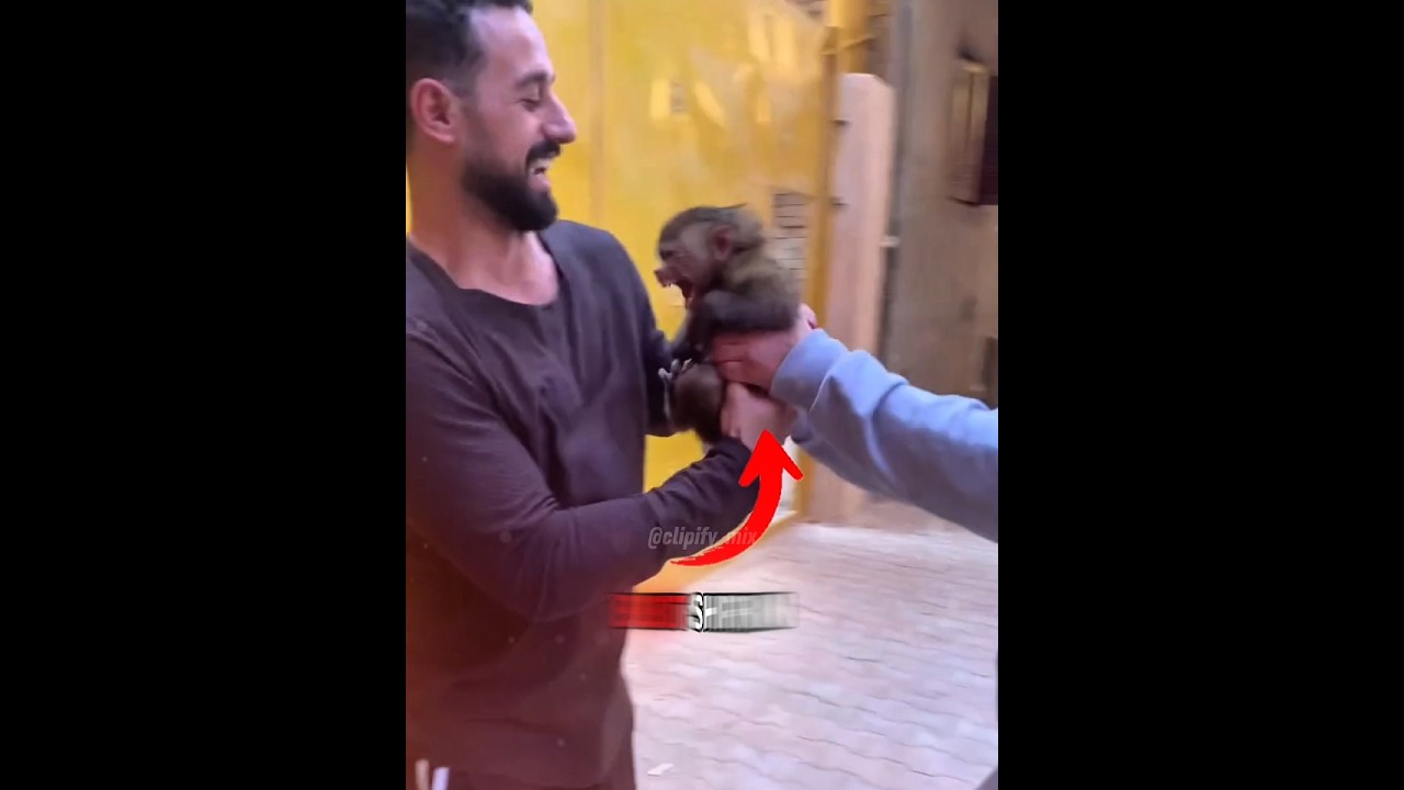 This Monkey Refuses To Leave! She Only Wants Her Dad! 😭❤️ 