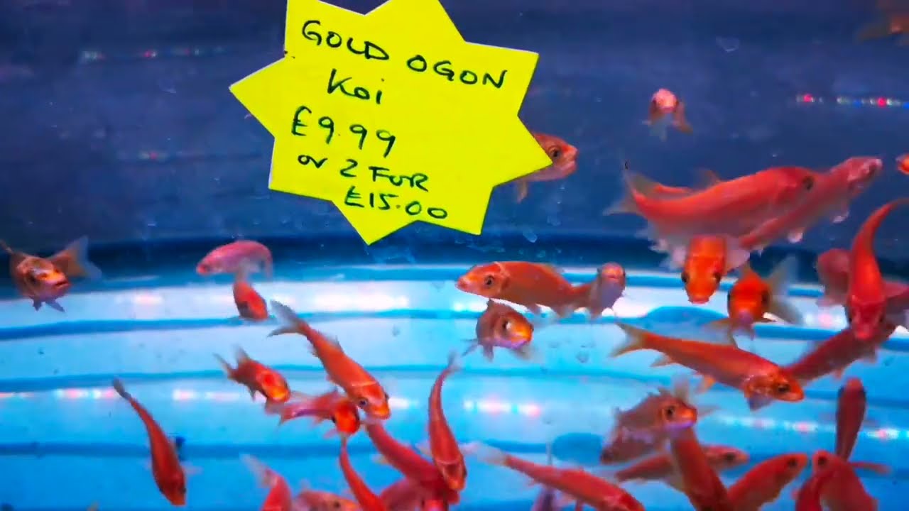 Tropical Freshwater Livestock at The Aquatic Design Centre