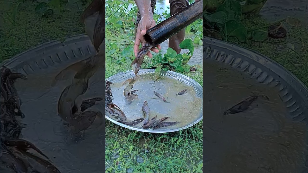 Amazing bamboo fishing techniques in river 