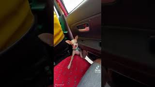 Chihuahua jumping out of car