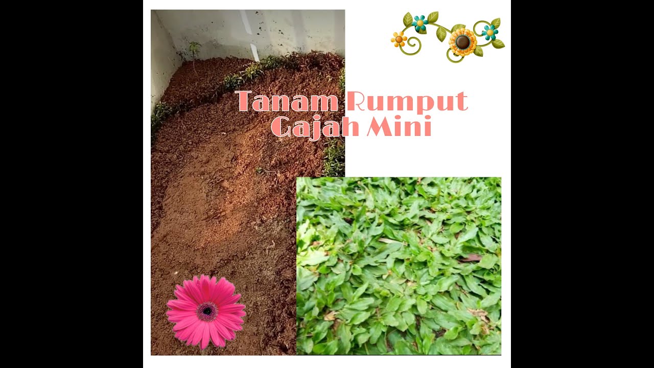 Make Over Taman Minimalis - Cara Menanam Rumput Gajah Mini 