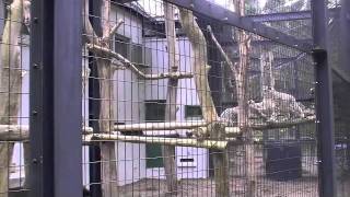 獣舎内を跳ねまわるユキヒョウたち~Snow Leopard Jump!