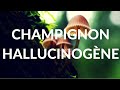 Drogue  champignon hallucinogne en 3 minutes