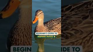 Beginners guide to keeping #ducks #duckhouse #homestead #backyardducks #shorts