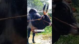 தீரன்...ரெம்ப கோவகாரர்...