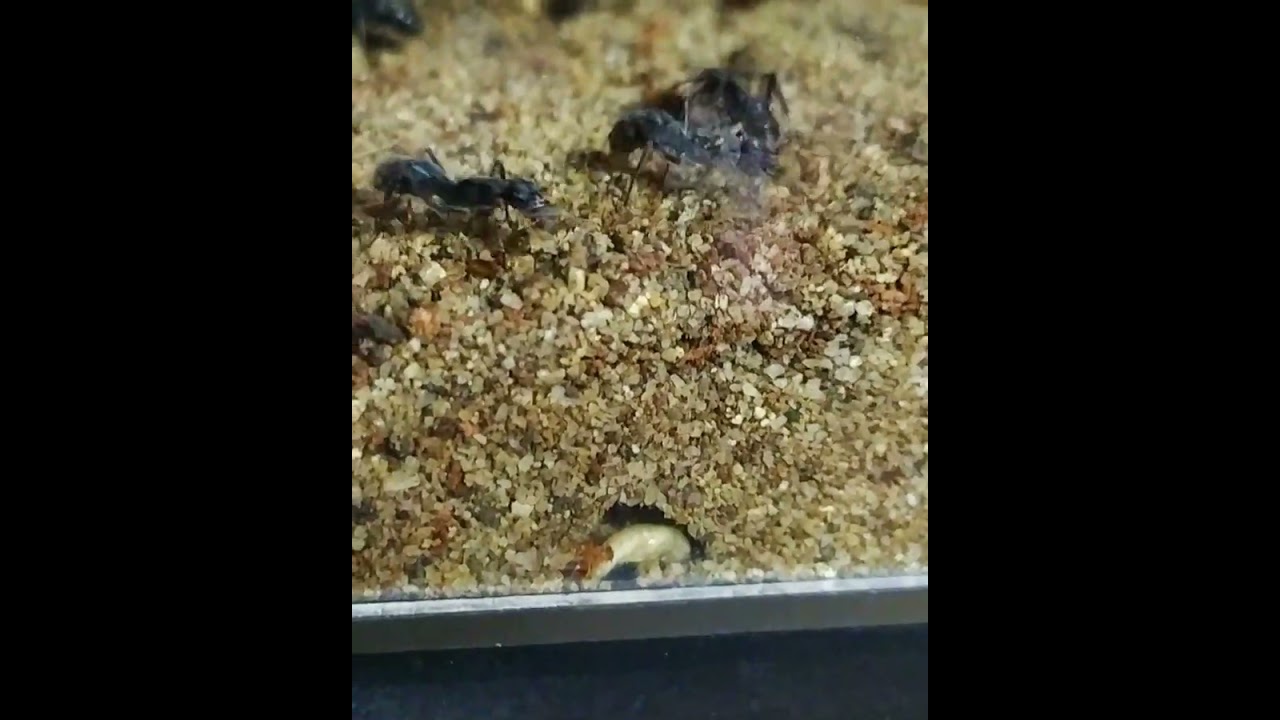 Critters SECRET LIFE on Ant farm | D colony
