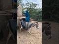 امرأة تحمل الماء على حمار لأنها عطشانة 